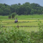 Kalaymyo_field2